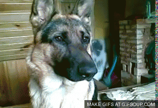dog-head-tilt.gif